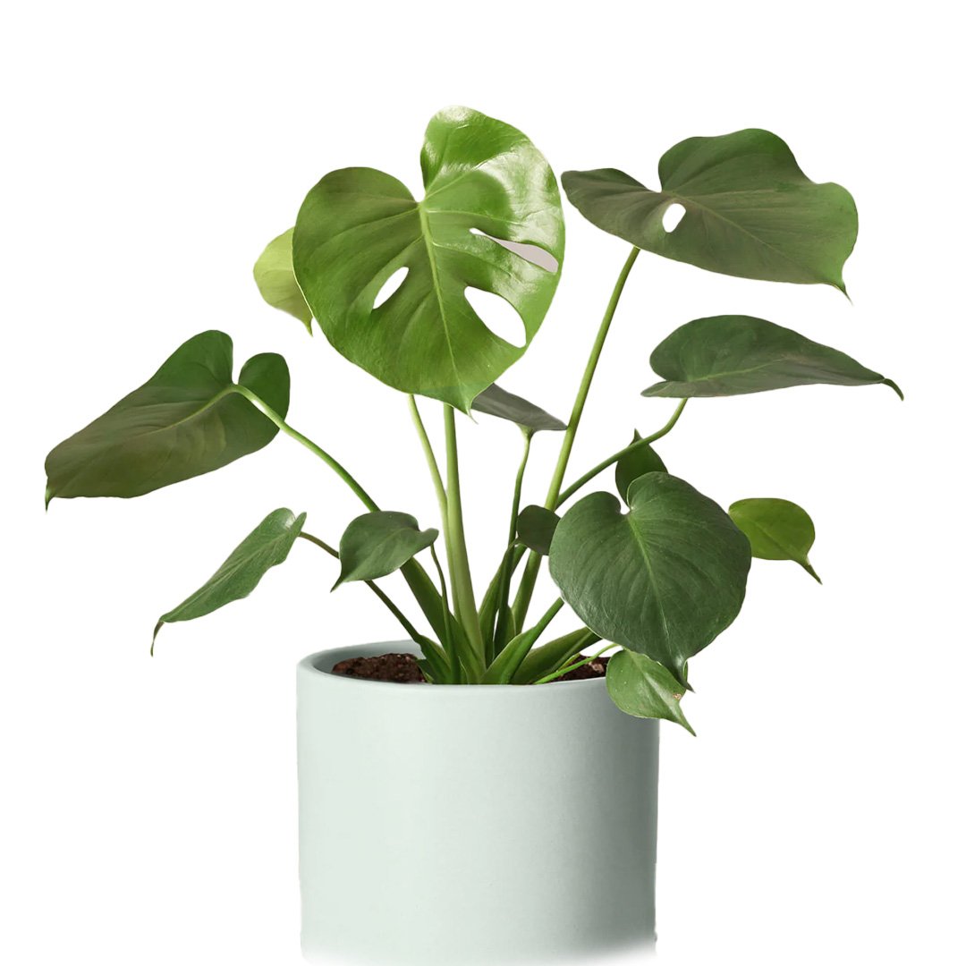 Monstera Deliciosa